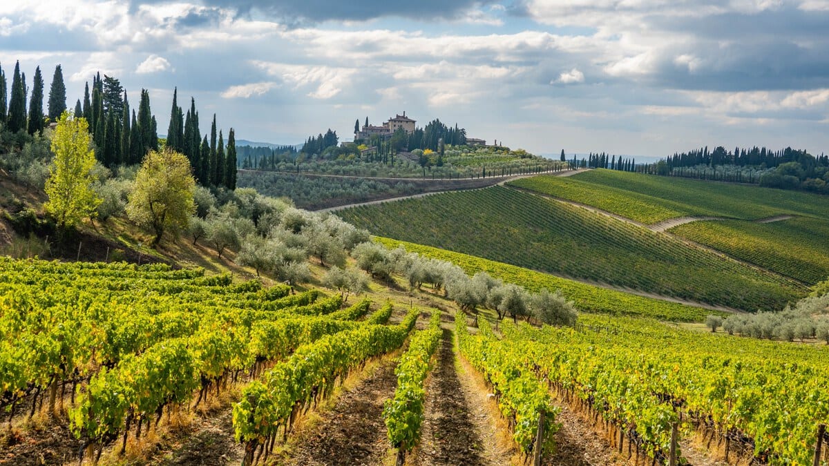Chianti vineyards