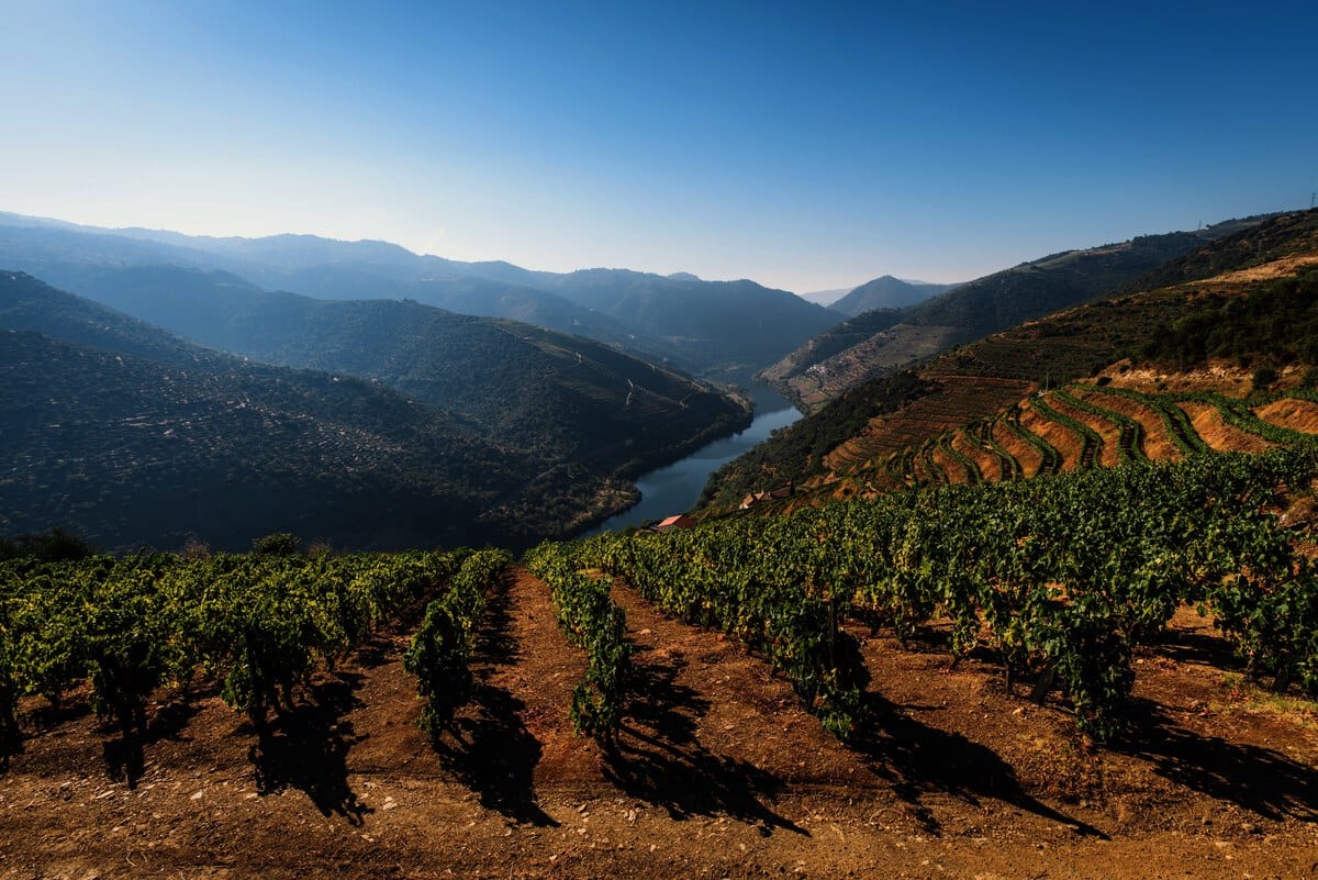 Vineyatds in Portugal